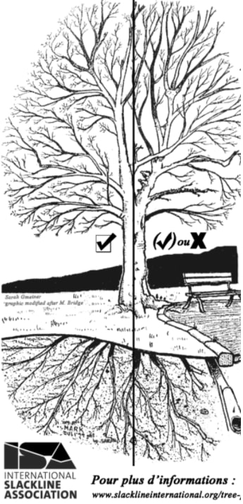 environnement arbre slackline