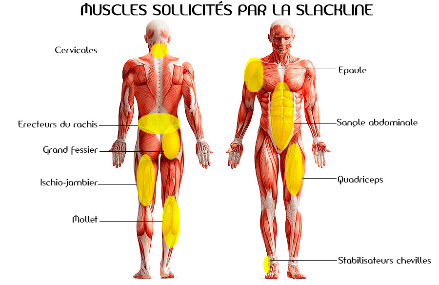 Slack Muscles Les bienfaits de la slackline sur le corps et l'esprit - slack.fr